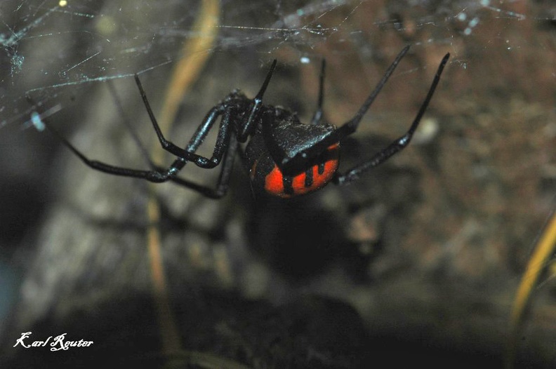 Mediterrane Schwarze Witwe (Latrodectus tredecimguttatus)